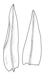 Macromitrium orthophyllum, branch leaves.
 Image: R.C. Wagstaff © All rights reserved. Redrawn with permission from Vitt (1983). 